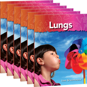 Lungs 6-Pack